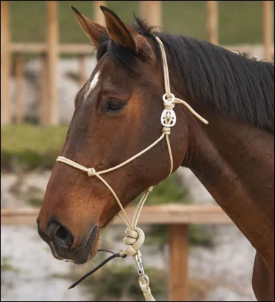 Quel est le nom de ce type de licol ?