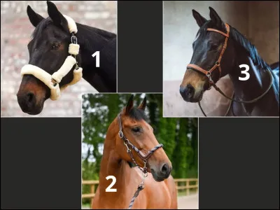 Lequel de ces objets n'est pas un licol ?