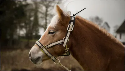 Quel est le nom de cette partie du licol ?