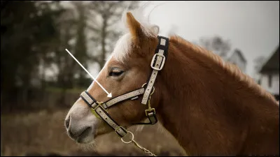 Quel est le nom de cette partie du licol ?