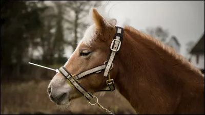 Quel est le nom de cette partie du licol ?