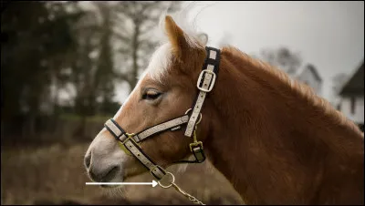 Quel est le nom de cette partie du licol ?