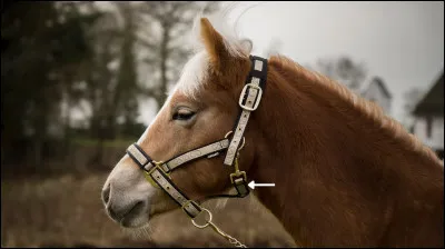 Quel est le nom de cette partie du licol ?