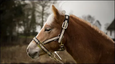 Quel est le nom de cette partie du licol ?