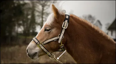 Quel est le nom de cette partie ?