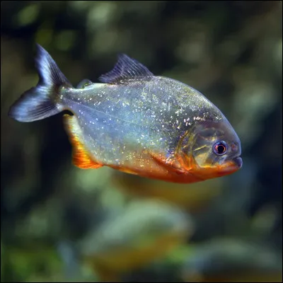 Sauterais-tu au-dessus de poissons mangeurs d'homme ?