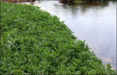 Top ! Je suis une plante aquatique comestible souvent utilisée dans les salades ou comme garniture. Avec un goût légèrement piquant, je fais partie de la famille des crucifères et suis riche en vitamines, minéraux et antioxydants. On me cultive principalement dans les ruisseaux ou les zones humides. Je suis