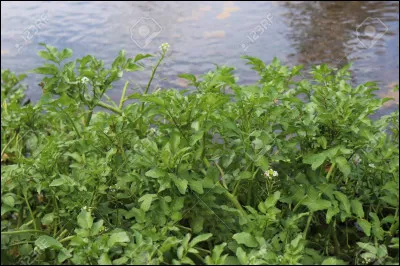 Top ! Je suis une plante aquatique comestible souvent utilis&eacute;e dans les salades ou comme garniture. Avec un go&ucirc;t l&eacute;g&egrave;rement piquant, je fais partie de la famille des crucif&egrave;res et suis riche en vitamines, min&eacute;raux et antioxydants. On me cultive principalement dans les ruisseaux ou les zones humides. Je suis…