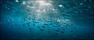 Top ! Je suis un lieu situ&eacute; dans l’oc&eacute;an Pacifique, &agrave; plus de 2 600 kilom&egrave;tres de toute terre &eacute;merg&eacute;e, ce qui fait de moi le point le plus isol&eacute; de la plan&egrave;te. Mon nom provient d’un capitaine c&eacute;l&egrave;bre, personnage de fiction dans un roman de Jules Verne, qui explore les mers et les profondeurs. Je suis…