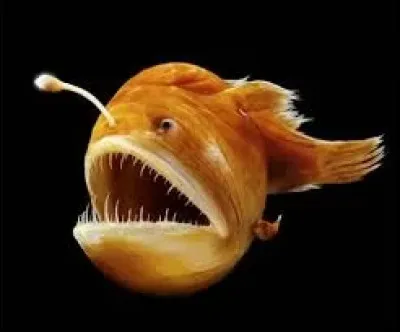 Top ! Je suis un poisson des grandes profondeurs, souvent surnommé « poisson-lanterne » en raison de ma capacité à produire une lumière pour attirer mes proies. Ma silhouette étrange, avec une grande bouche et une petite nageoire dorsale qui sert de leurre lumineux, fait de moi un prédateur nocturne fascinant. Je vis à des profondeurs où la lumière du soleil ne pénètre jamais. Je suis