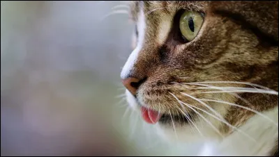 Et pour finir, quelle est la durée de vie du chat qui a vécu le plus longtemps ?
