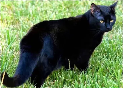Au Moyen Âge, de nombreux chats noirs étaient brûlés ou en tout cas tués car ils étaient considérés comme suppôts de Satan. Qu'est-ce qui pouvait les sauver ?