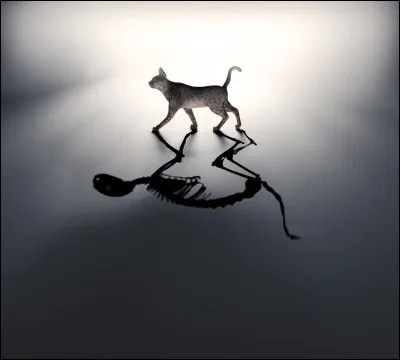 Comment s'appelle ce chat qui est considéré comme à la fois vivant et mort car personne ne voit ce qui se passe dans la boite où il est enfermé ?