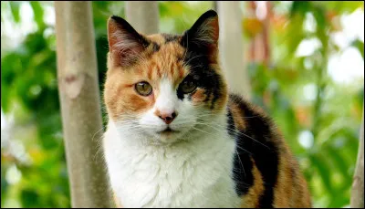 ''Delilah'' est une chanson créée par un célèbre groupe de rock. Lequel ?