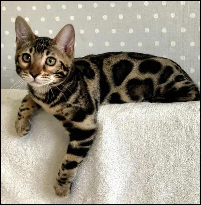 Quel est le poids d'un bengal ?