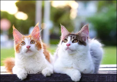 Si tu as choisi 2 chats, quelle relation veux-tu quil y ait entre eux ?