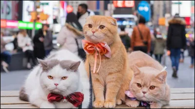 Si tu as choisi 3 chats, veux-tu quils soient mère et filles ?