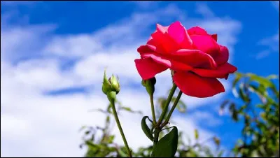 Cliquez au bon endroit et cette fleur sera votre amie !