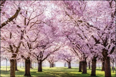 Qui va être la femme de Naruto ?