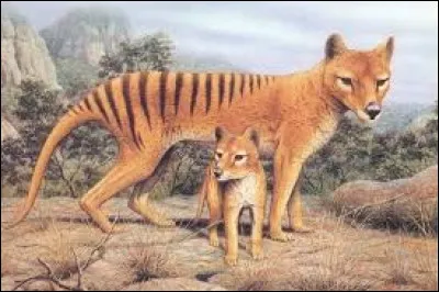 Quelle est la particularité du tigre de Tasmanie ?