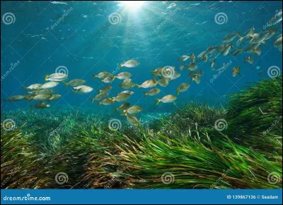 Quelle plante marine produit la majorité de l'oxygène sur Terre ?