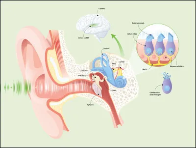 LES TROIS OSSELETS - Osselet faisant partie de l'oreille moyenne, il assure la transmission des vibrations. Il s'agit :