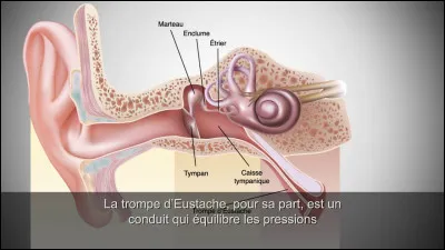 LES TROIS OSSELETS - Son rôle est d'amplifier mécaniquement et d'assurer la transmission des vibrations d'une membrane. Il s'agit :