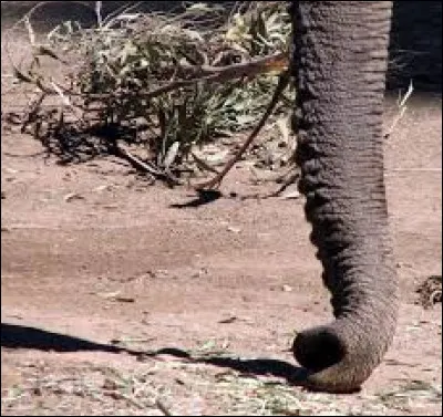 UN CHEMIN VERS LE NEZ - Comment s'appelle ce petit canal constitué d'os et de cartilage qui relie l'oreille au rhinopharynx ?