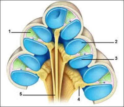 UN RÔLE MAJEUR - La cochlée est l'organe de l'audition : son rôle est de transformer les vibrations sonores en messages nerveux. La forme de quel mollusque rappelle-t-elle ?