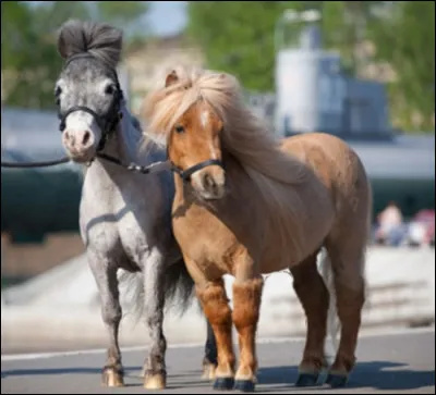 Quelle est la race de ces poneys ?