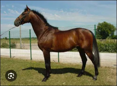 Quelle est la race de ce cheval ?