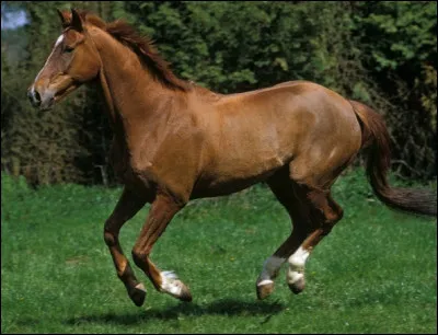 Quelle est la race de ce cheval ?