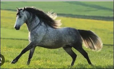 Quelle est la race de ce cheval ?