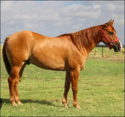 Quelle est la race de ce cheval ?