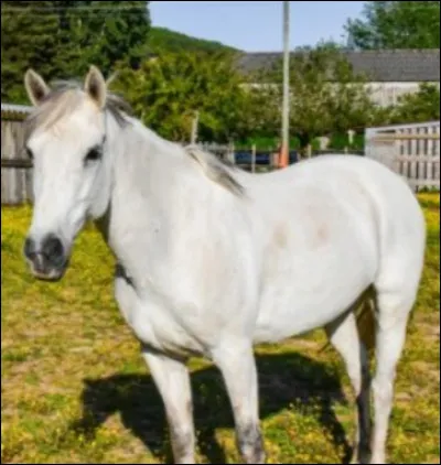 Quelle est la race de ce cheval ?