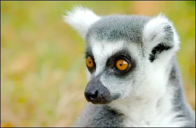 Partie de campagne, c'est le...