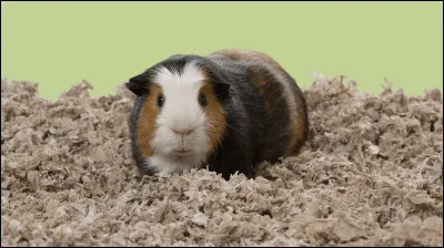 Penses-tu comme un animal selon toi ?