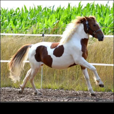 Quelle est la robe de ce cheval ?