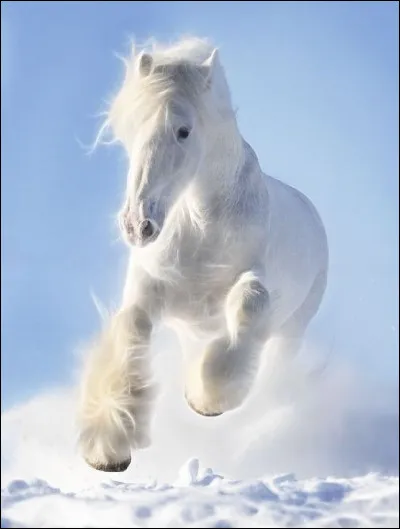 Quelle est la robe de ce cheval ?