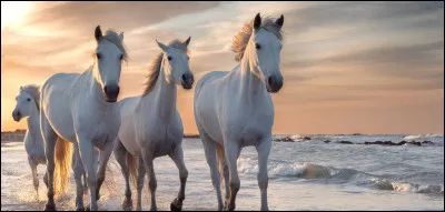 Lequel de ces chevaux est alezan ?