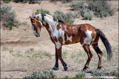 Lequel de ces chevaux est louvet ?