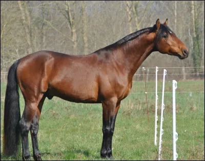 Quelle est la robe de ce cheval ?