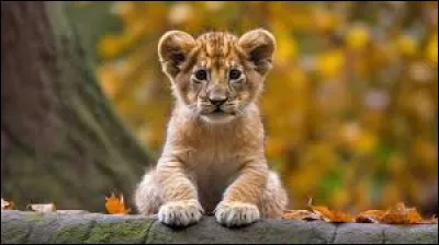 Quel est le nom de ce b&eacute;b&eacute; animal ?