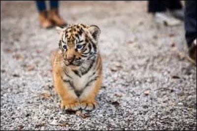 Quel est le nom de ce b&eacute;b&eacute; animal ?