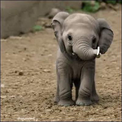 Quel est le nom de ce b&eacute;b&eacute; animal ?