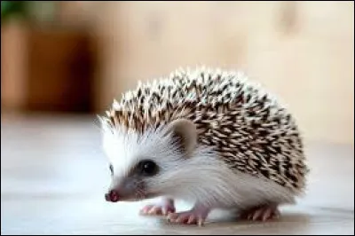 Quel est le nom de ce b&eacute;b&eacute; animal ?