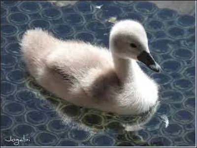 Quel est le nom de ce b&eacute;b&eacute; animal ?