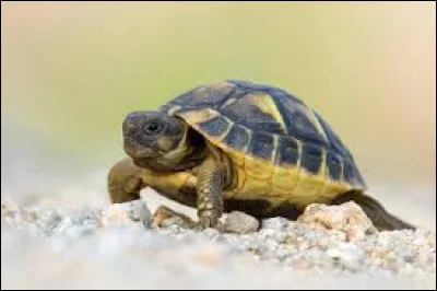 Quel est le nom de ce b&eacute;b&eacute; animal ?