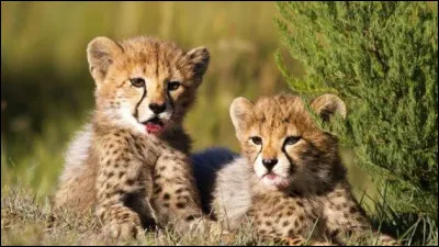 Quel est le nom de ce b&eacute;b&eacute; animal ?