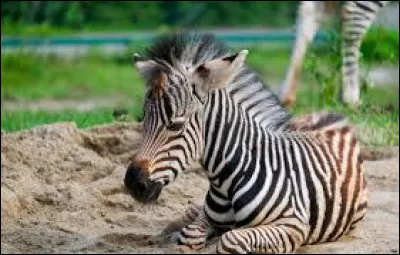 Quel est le nom de ce b&eacute;b&eacute; animal ?